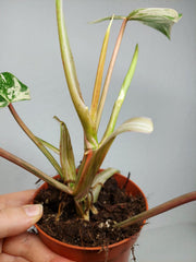 Philodendron Emerald Queen Variegata