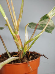 Philodendron Emerald Queen Variegata