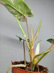Philodendron Emerald Queen Variegata