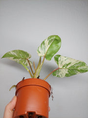 Philodendron Emerald Queen Variegata