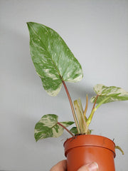 Philodendron Emerald Queen Variegata