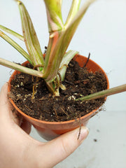 Philodendron Emerald Queen Variegata