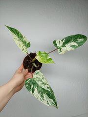 Philodendron Emerald Queen Variegata