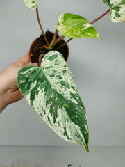 Philodendron Emerald Queen Variegata