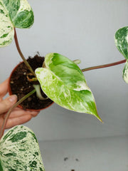 Philodendron Emerald Queen Variegata