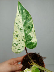 Philodendron Emerald Queen Variegata