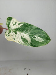 Philodendron Emerald Queen Variegata
