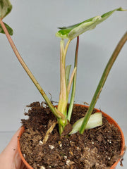 Philodendron Emerald Queen Variegata