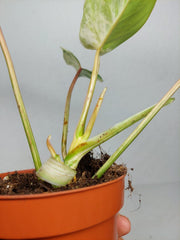 Philodendron Emerald Queen Variegata