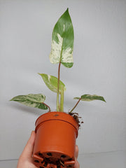Philodendron Emerald Queen Variegata