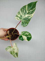 Philodendron Emerald Queen Variegata
