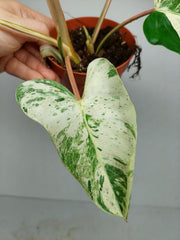 Philodendron Emerald Queen Variegata