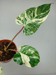 Philodendron Emerald Queen Variegata