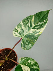 Philodendron Emerald Queen Variegata