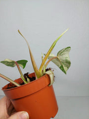 Philodendron Emerald Queen Variegata
