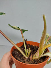 Philodendron Emerald Queen Variegata