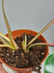 Philodendron Emerald Queen Variegata