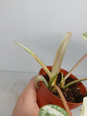 Philodendron Emerald Queen Variegata