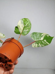 Philodendron Emerald Queen Variegata