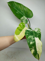 Philodendron Whipple Way