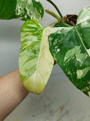 Philodendron Whipple Way