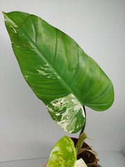 Philodendron Whipple Way