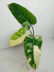 Philodendron Whipple Way