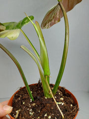 Philodendron Whipple Way