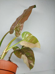 Philodendron Whipple Way