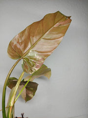 Philodendron Whipple Way