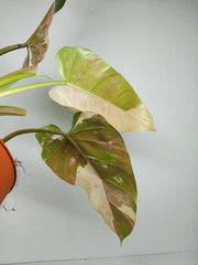 Philodendron Whipple Way