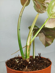 Philodendron Whipple Way