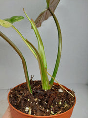 Philodendron Whipple Way