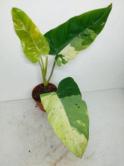 Philodendron Whipple Way