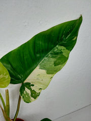Philodendron Whipple Way