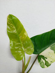 Philodendron Whipple Way