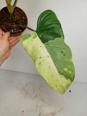 Philodendron Whipple Way