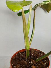 Philodendron Whipple Way