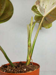 Philodendron Whipple Way
