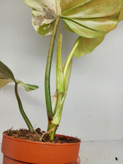 Philodendron Whipple Way