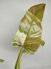 Philodendron Whipple Way