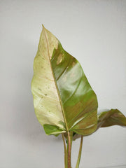 Philodendron Whipple Way