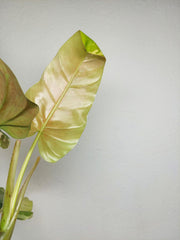 Philodendron Whipple Way