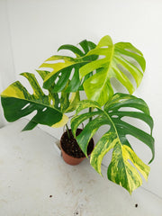 Monstera Aurea