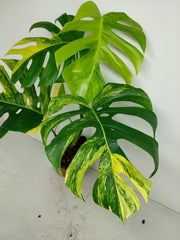 Monstera Aurea
