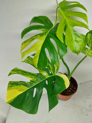 Monstera Aurea