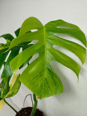 Monstera Aurea