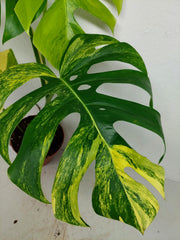 Monstera Aurea