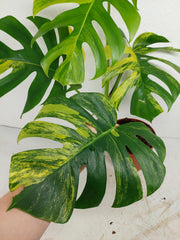 Monstera Aurea