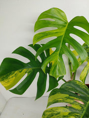 Monstera Aurea